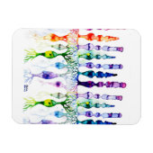 Magnet Flexible Cellules cônes cellules tiges et neurone bipolaire (Horizontal)