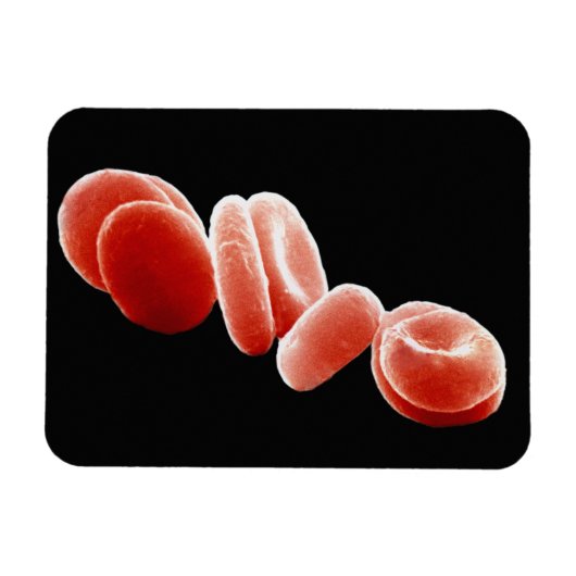 Magnet Flexible Cellules de sang rouges (Horizontal)