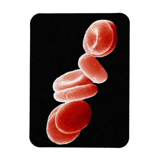 Magnet Flexible Cellules de sang rouges (Vertical)