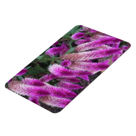 Magnet Flexible Celosia pourpre (Côté Gauche)