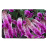 Magnet Flexible Celosia pourpre (Horizontal)
