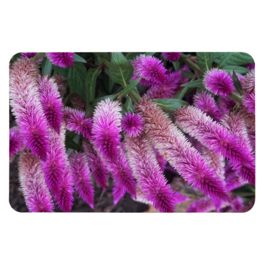 Magnet Flexible Celosia pourpre (Horizontal)