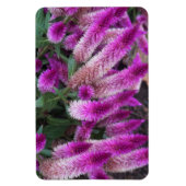 Magnet Flexible Celosia pourpre (Vertical)