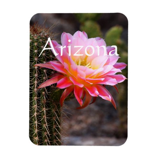 Magnet Flexible Cereus en fleur de cactus rose, Arizona (Vertical)