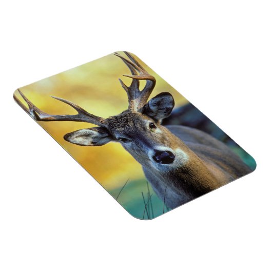 Magnet Flexible Cerf à queue blanche | Automne (Côté Droit)