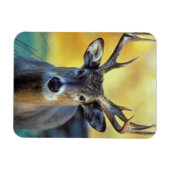 Magnet Flexible Cerf à queue blanche | Automne (Horizontal)