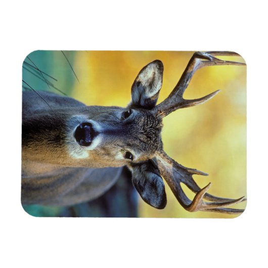 Magnet Flexible Cerf à queue blanche | Automne (Horizontal)