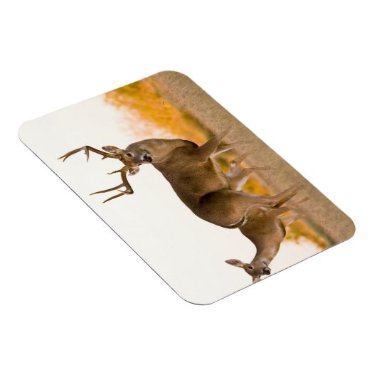 Magnet Flexible Cerf à queue blanche | Automne au Texas (Côté Droit)