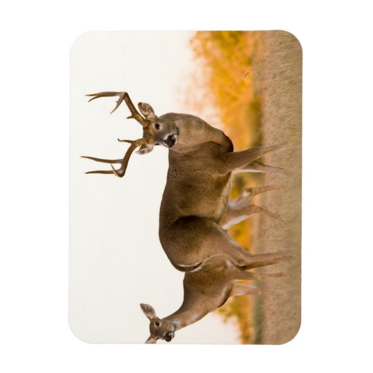 Magnet Flexible Cerf à queue blanche | Automne au Texas (Vertical)