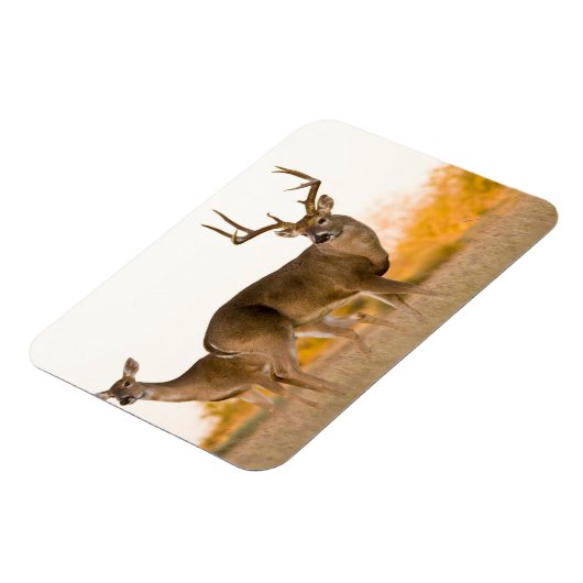 Magnet Flexible Cerf à queue blanche | Automne au Texas (Côté Gauche)
