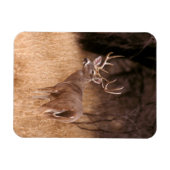 Magnet Flexible Cerf à queue blanche | Choke Canyon State Park, TX (Horizontal)