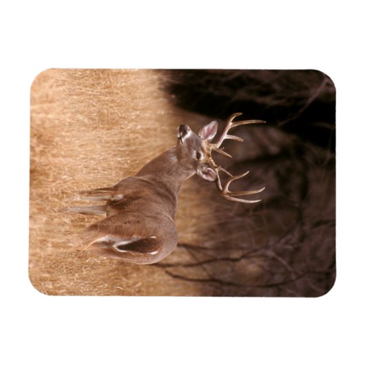 Magnet Flexible Cerf à queue blanche | Choke Canyon State Park, TX (Horizontal)