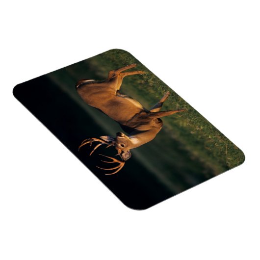 Magnet Flexible Cerf à queue blanche | Choke Canyon State Park, TX (Côté Droit)