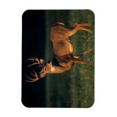 Magnet Flexible Cerf à queue blanche | Choke Canyon State Park, TX (Vertical)