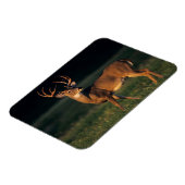 Magnet Flexible Cerf à queue blanche | Choke Canyon State Park, TX (Côté Gauche)