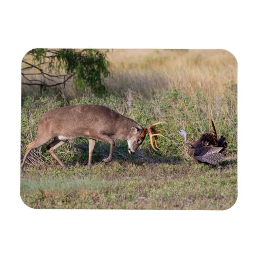 Magnet Flexible Cerf à queue blanche combattant un dindon sauvage (Horizontal)