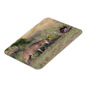 Magnet Flexible Cerf à queue blanche combattant un dindon sauvage (Côté Gauche)
