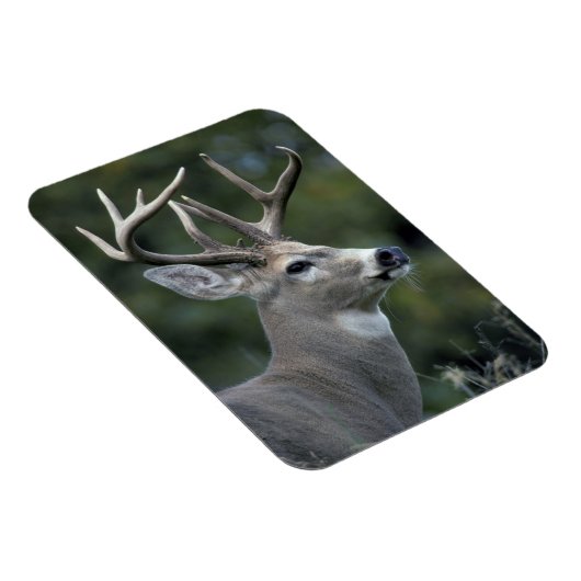 Magnet Flexible Cerf à queue blanche | État de Washington (Côté Droit)