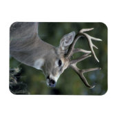 Magnet Flexible Cerf à queue blanche | État de Washington (Horizontal)