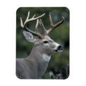 Magnet Flexible Cerf à queue blanche | État de Washington (Vertical)