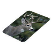 Magnet Flexible Cerf à queue blanche | État de Washington (Côté Gauche)