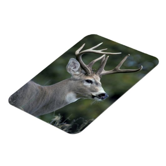 Magnet Flexible Cerf à queue blanche | État de Washington (Côté Gauche)