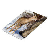 Magnet Flexible Cerf à queue blanche (gros plan) (Côté Gauche)