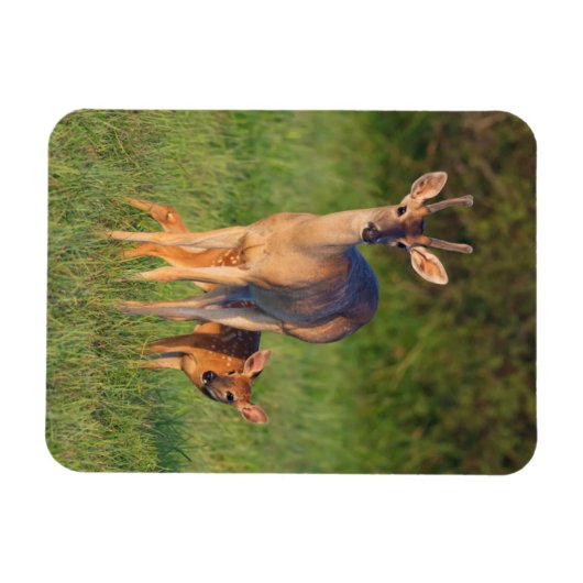 Magnet Flexible Cerf à queue blanche | Habitat Grassy (Horizontal)