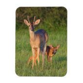 Magnet Flexible Cerf à queue blanche | Habitat Grassy (Vertical)