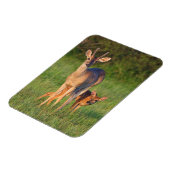 Magnet Flexible Cerf à queue blanche | Habitat Grassy (Côté Gauche)