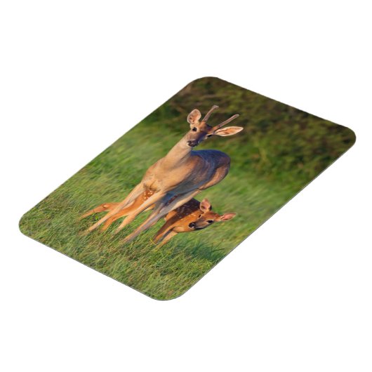 Magnet Flexible Cerf à queue blanche | Habitat Grassy (Côté Gauche)