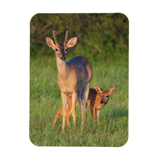 Magnet Flexible Cerf à queue blanche | Habitat herbeux (Vertical)