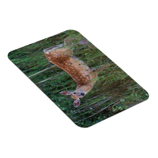 Magnet Flexible Cerf à queue blanche | National Bison Range Montan (Côté Droit)