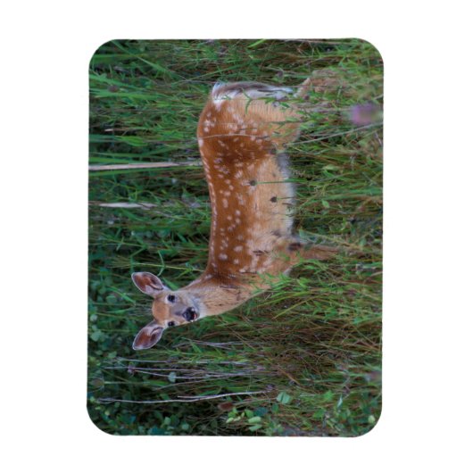 Magnet Flexible Cerf à queue blanche | National Bison Range Montan (Vertical)