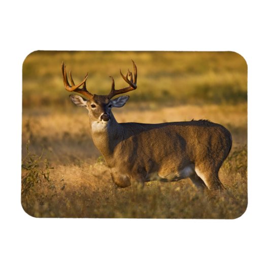 Magnet Flexible Cerf à queue blanche (Odocoileus virginianus) adul (Horizontal)