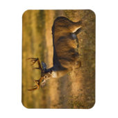 Magnet Flexible Cerf à queue blanche (Odocoileus virginianus) adul (Vertical)