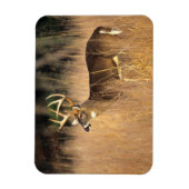 Magnet Flexible Cerf à queue blanche | Smoky Mountains Tennessee (Vertical)