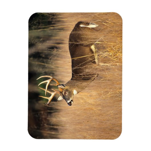 Magnet Flexible Cerf à queue blanche | Smoky Mountains Tennessee (Vertical)