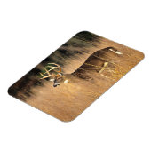 Magnet Flexible Cerf à queue blanche | Smoky Mountains Tennessee (Côté Gauche)