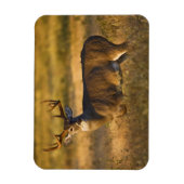 Magnet Flexible Cerf à queue blanche | Sud du Texas (Vertical)