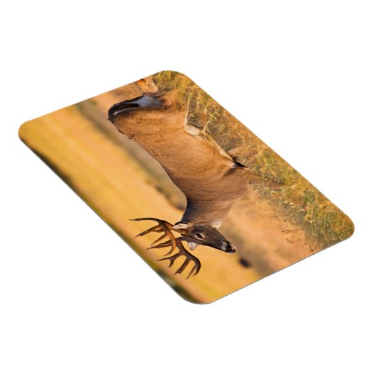 Magnet Flexible Cerf à queue blanche | Sud TX (Côté Droit)