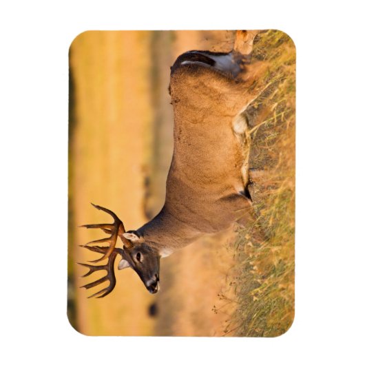 Magnet Flexible Cerf à queue blanche | Sud TX (Vertical)