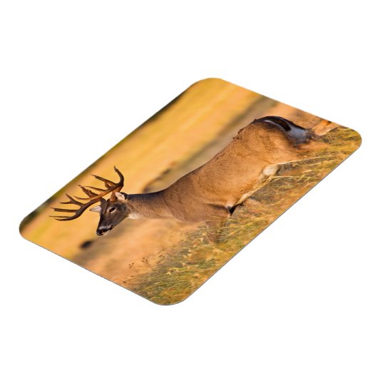 Magnet Flexible Cerf à queue blanche | Sud TX (Côté Gauche)