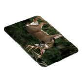 Magnet Flexible Cerf à queue blanche | Tennessee (Côté Droit)