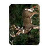 Magnet Flexible Cerf à queue blanche | Tennessee (Vertical)