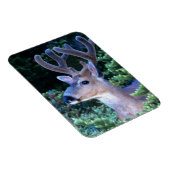 Magnet Flexible Cerf à queue noire | Parc national olympique (Côté Droit)