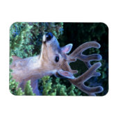 Magnet Flexible Cerf à queue noire | Parc national olympique (Horizontal)