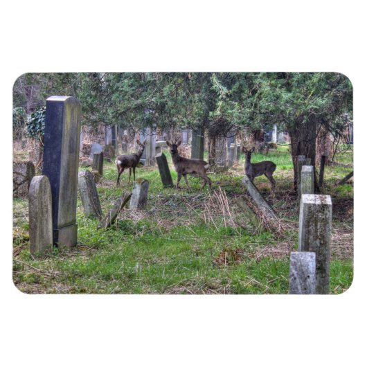 Magnet Flexible Cerf À Zentralfriedhof (Horizontal)