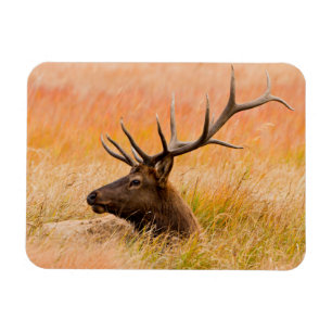 Magnet Flexible Cerf (Cervus Elephus) au repos dans l'herbe d'une
