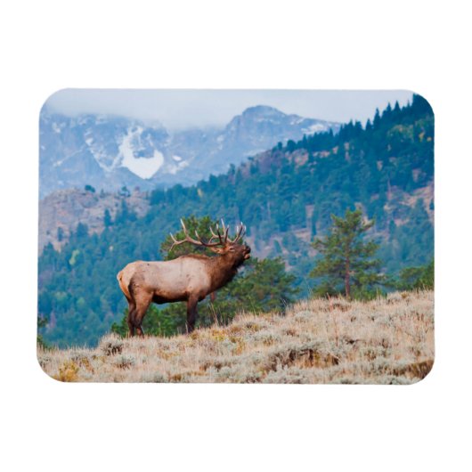 Magnet Flexible Cerf (Cervus Elephus) mâle bramant (Horizontal)